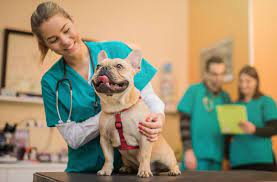 Best Veterinary Schools